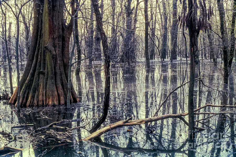 Big Oak State Park Tree Trunk Reflections Photograph by Bob Phillips