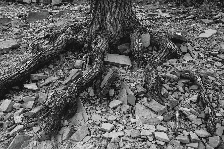 Tree Trunk Roots Exposed Photograph