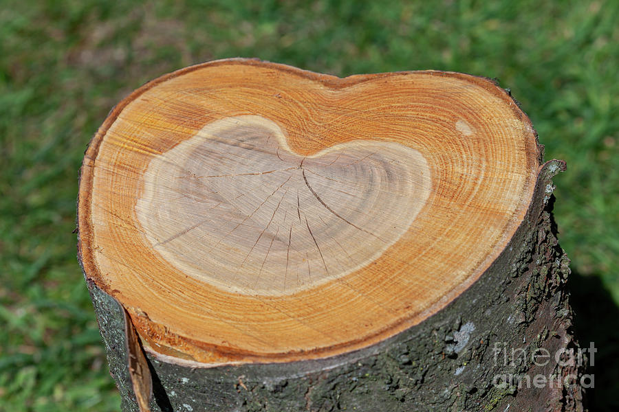 Tree trunk with love heart growth rings Photograph by Simon Bratt