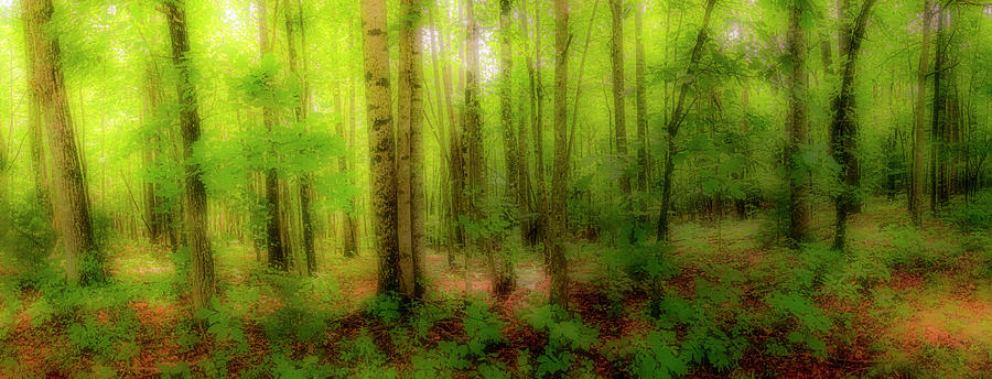 Tree Trunks in the Forest fx 920 Photograph by Dan Carmichael