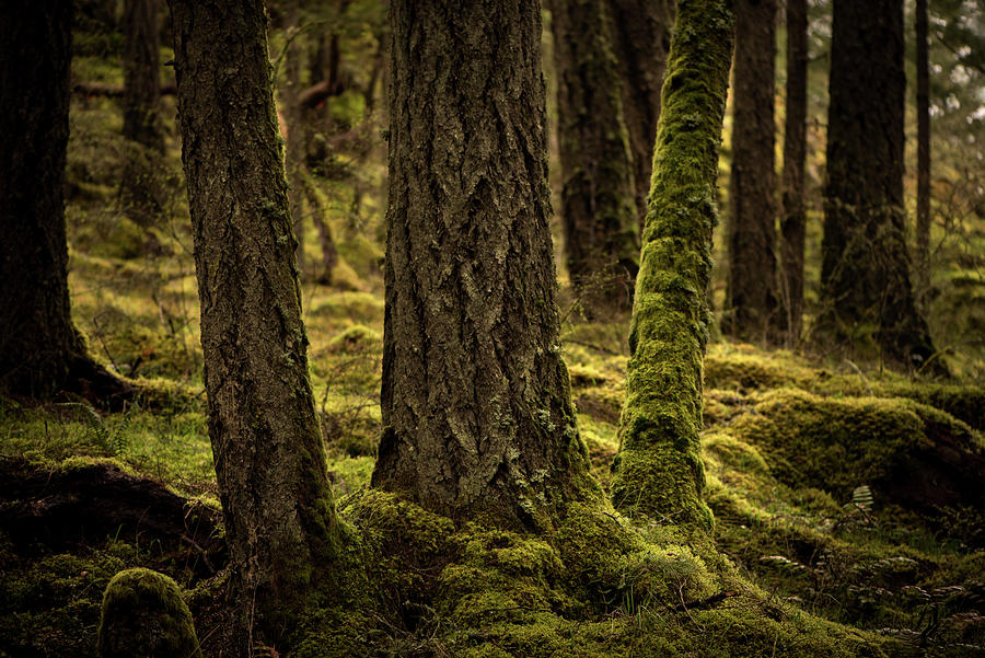 Tree Trunks with Moss Photograph by Naomi Maya