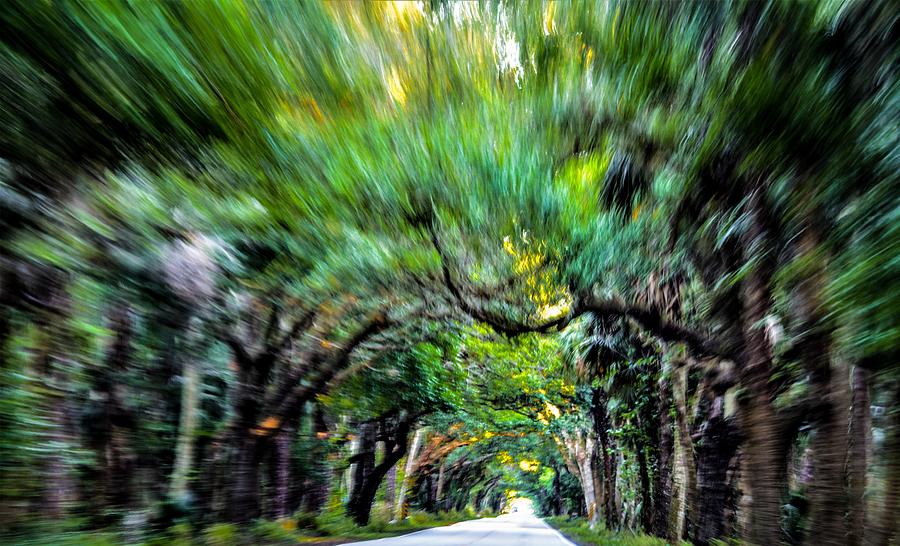 Banyan Tree Tunnel 7 Photograph by Lisa Renee Ludlum - Fine Art America