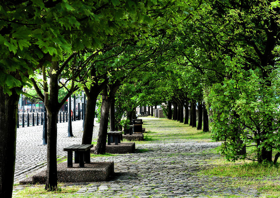 Tree Tunnel Photograph by Ed Peterson Tree Tunnel Photograph by Ed Peterson
