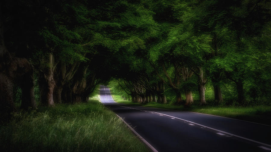 Nature Photograph - Tree Tunnel by Framing Places