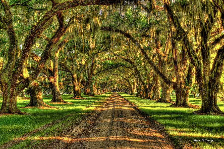 Tree Tunnel Shadows Tomotley Plantation Historic Live Oaks Beaufort South Carolina Landscape Art