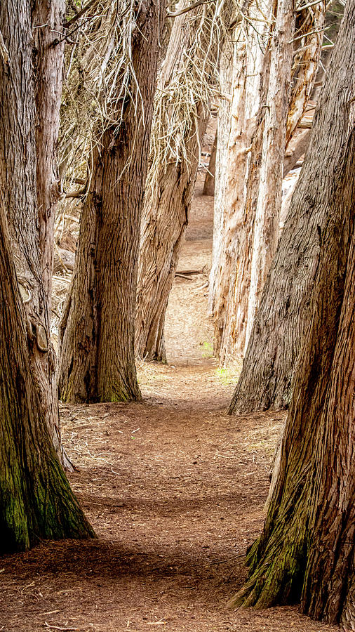 Tree Tunnel Trail Photograph by Mike Fusaro