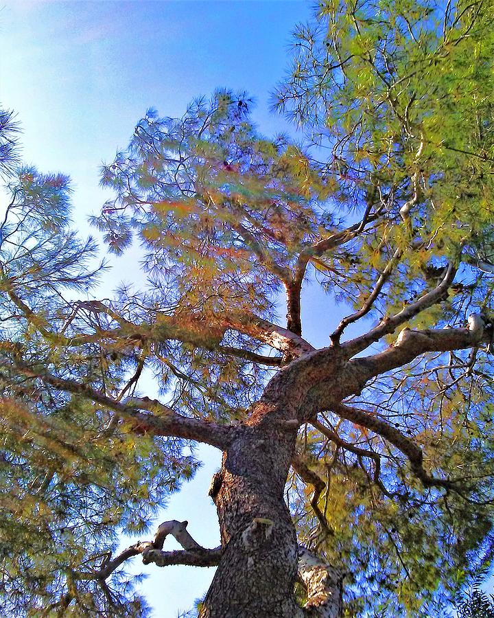 Tree Vertical Photograph by Andrew Lawrence