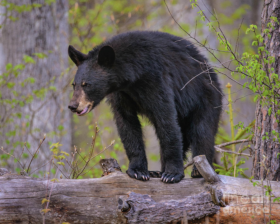 Tree Walker Black Bear Photograph by Timothy Flanigan - Fine Art America