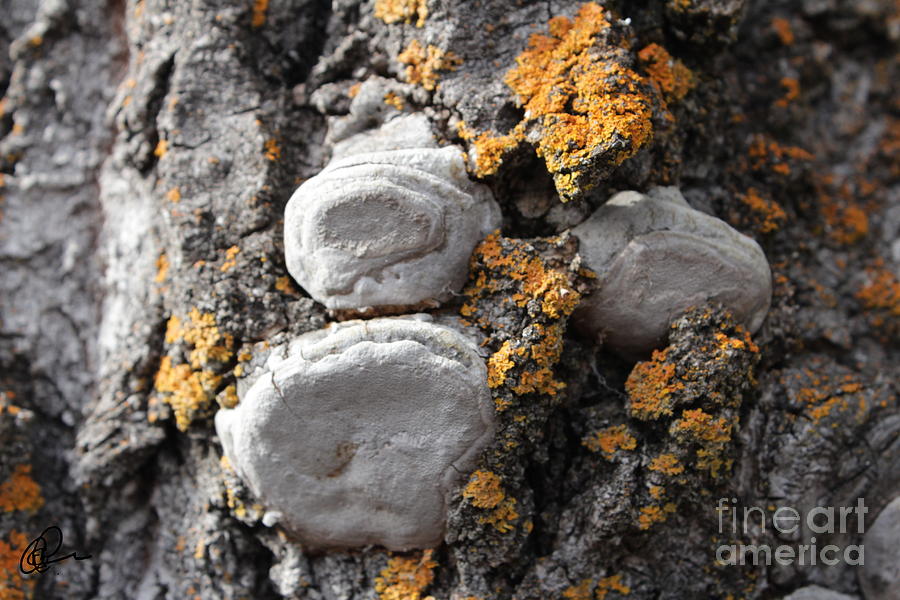 Tree Warts Photograph by Ann E Robson