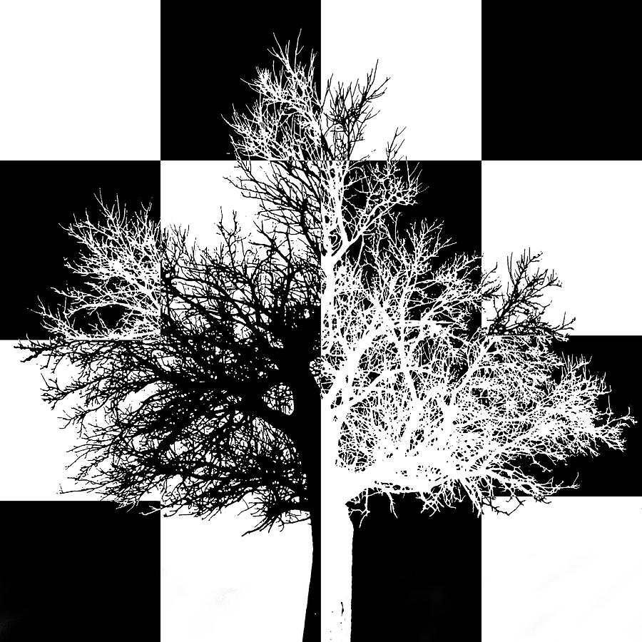 Tree with a Checkered Past Digital Art by Christopher McKenzie