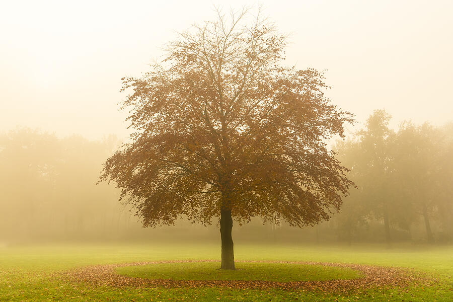 Tree with a circle of fallen leaves in a field during a foggy autumn day Photograph by Sjo