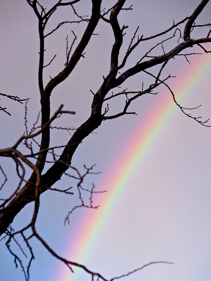 Nature Photograph - Tree With A Side Of Rainbow by Bonnie See