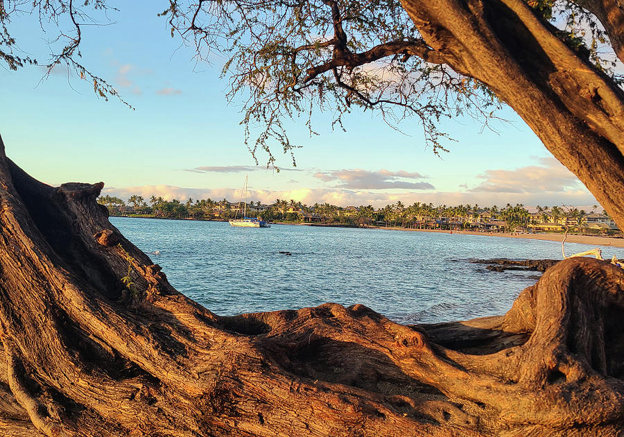 Tree With a View in A-Bay, Big Island Photograph by Sable and Palm - Pixels