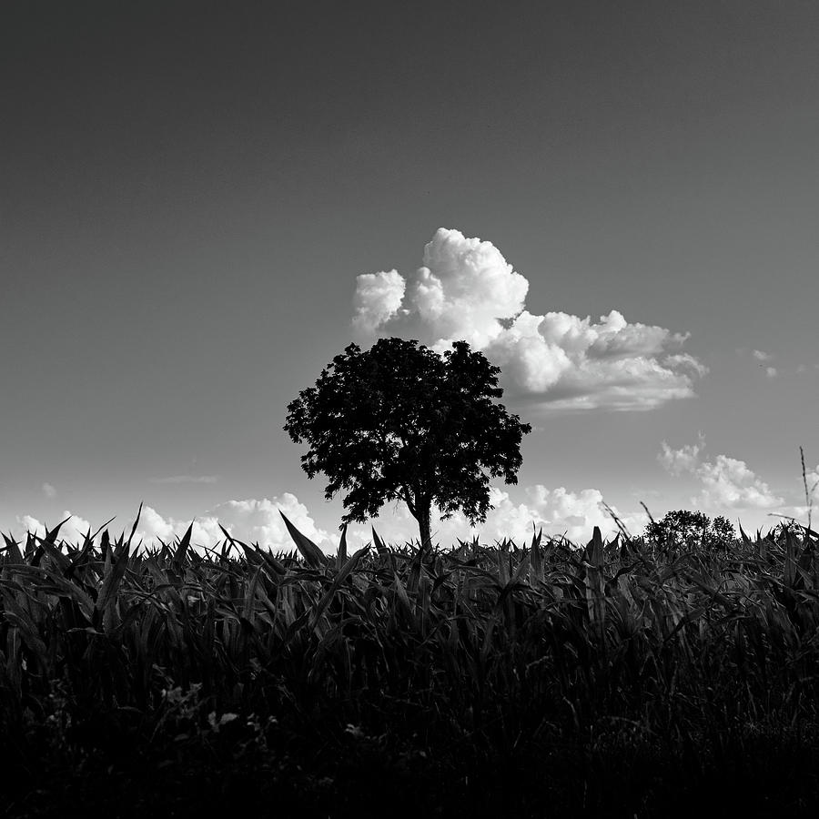 Tree With Cloud Photograph