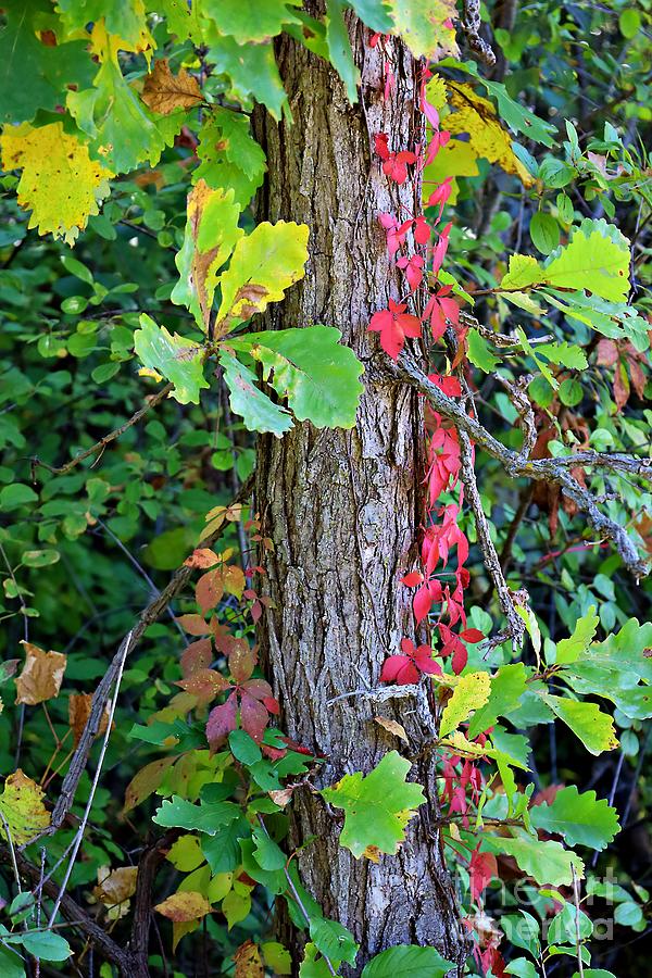 Tree with Colored Vines and Leaves Photograph by Martha Sherman - Fine ...