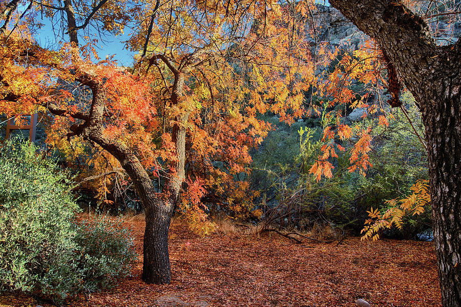 Tree with Fall Colors in central Arizona Photograph by Dave Dilli