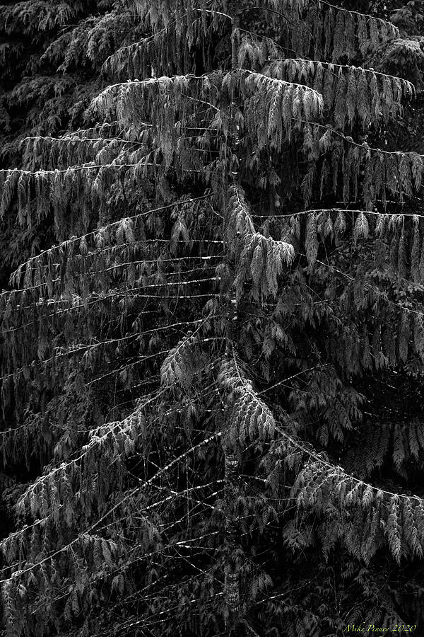 Tree With Frost Bw Photograph