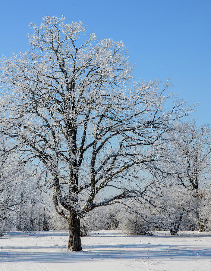 Tree with Hoar Frost. Photograph by Rob Huntley
