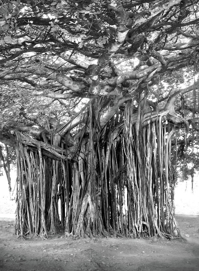 Tree with Many Trunks Photograph by Mike McGlothlen