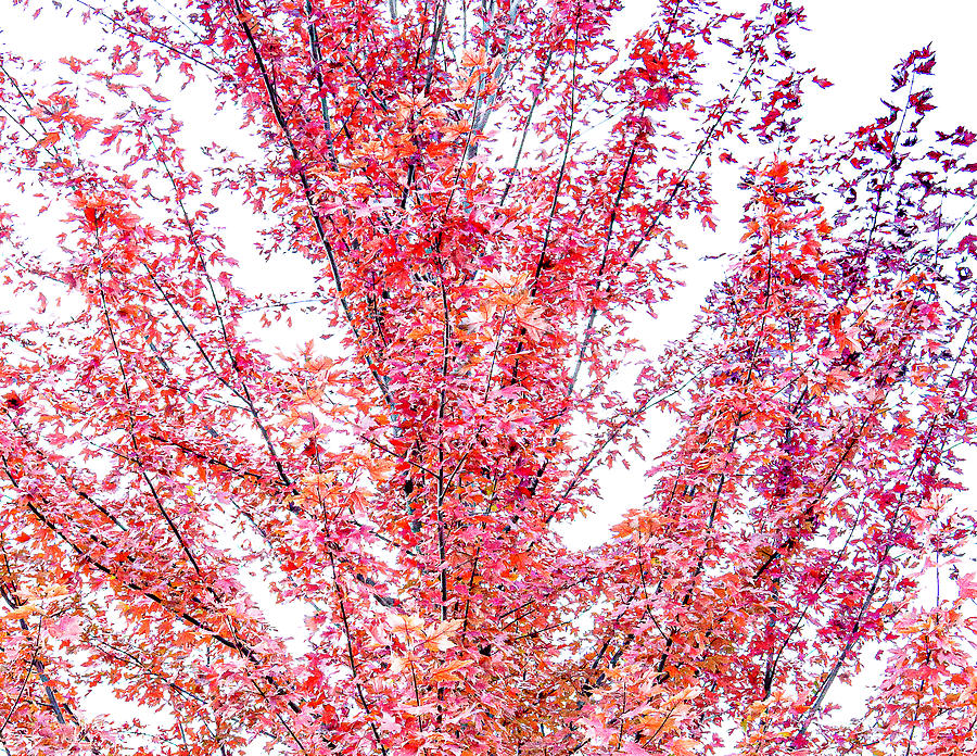 Tree With Orange And Red Leaves - Zion, Illinois Photograph