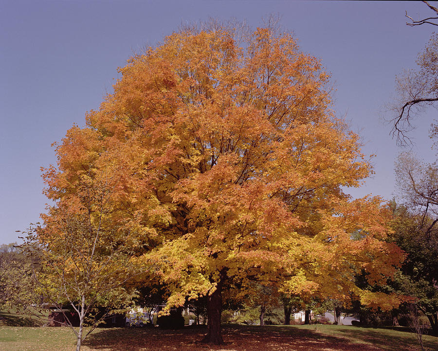 Tree with orange leaves in West Virginia in autumn Photograph by Elliott Kaufman Photography