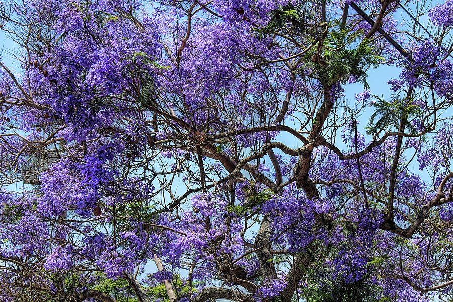 Tree with Purple Blossoms Photograph by Alison Frank