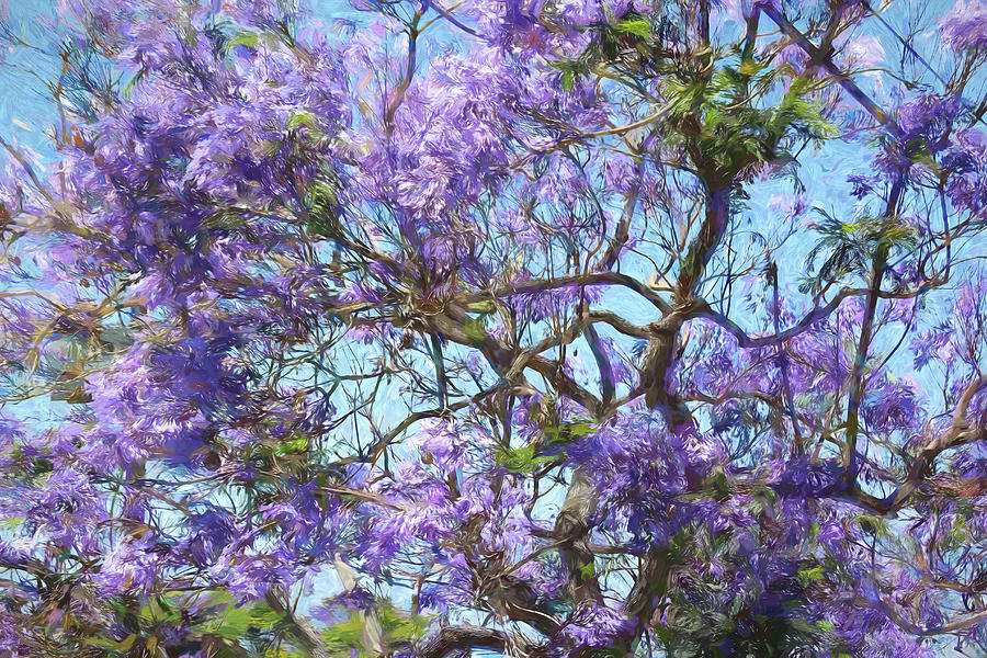 Tree with Purple Blossoms IMP Photograph by Alison Frank