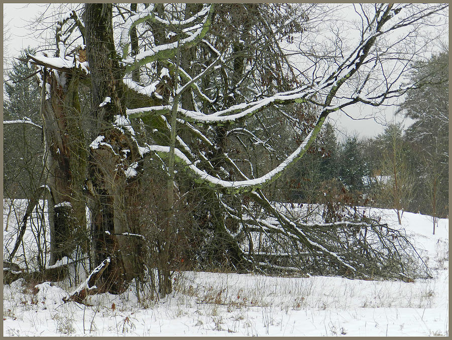 Tree with Snowy Limbs, January, Saratoga County, NY Photograph by Lise Winne