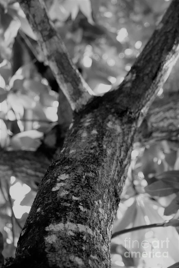 Tree with spots Photograph by Mesa Teresita