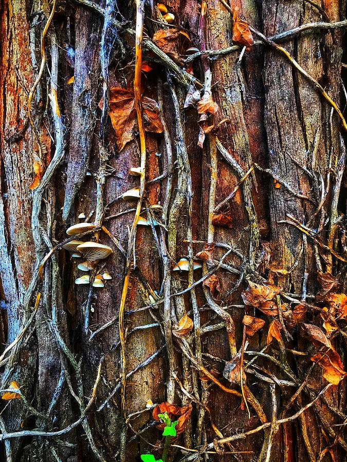 Tree with vines and fungi Photograph by Chris Clark