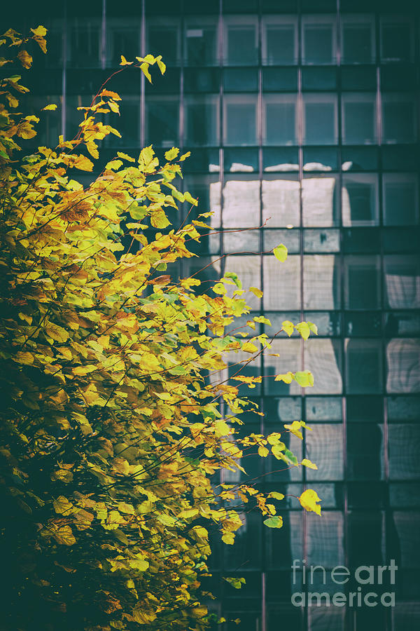 Tree with yellow leaves and a building behind. Color 2 Photograph by Vicente Sargues