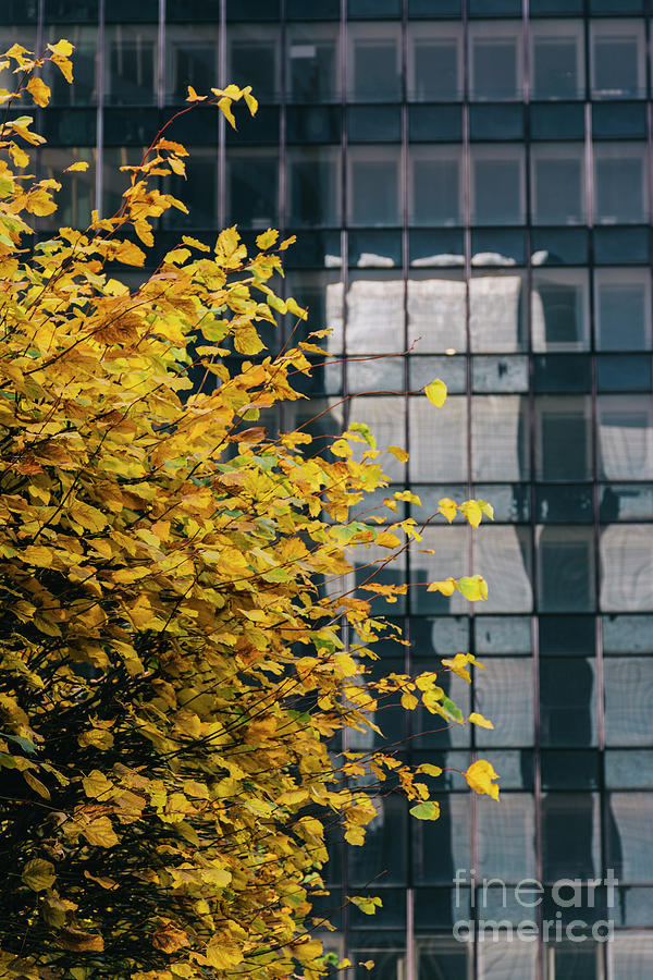 Tree with yellow leaves and a building behind. Colour Photograph by Vicente Sargues