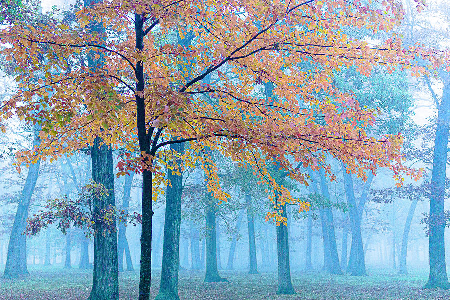 Tree with Yellow Leaves on a Foggy Day - Zion, Illinois Photograph by David Morehead