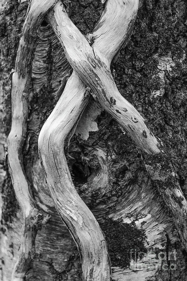 Tree Wrap Around Bw Vertical Photograph