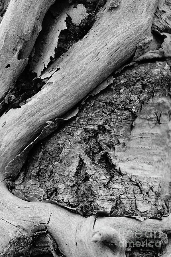 Tree Wrap Closeup bw Effects Vertical Photograph by Eddie Barron