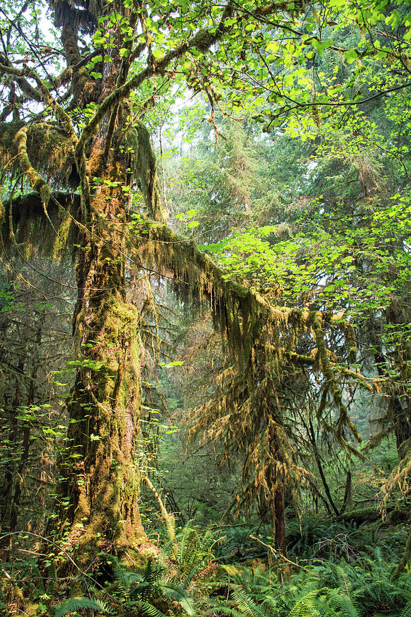 Treebeard in Olympic National Park Photograph by Bruce Gourley