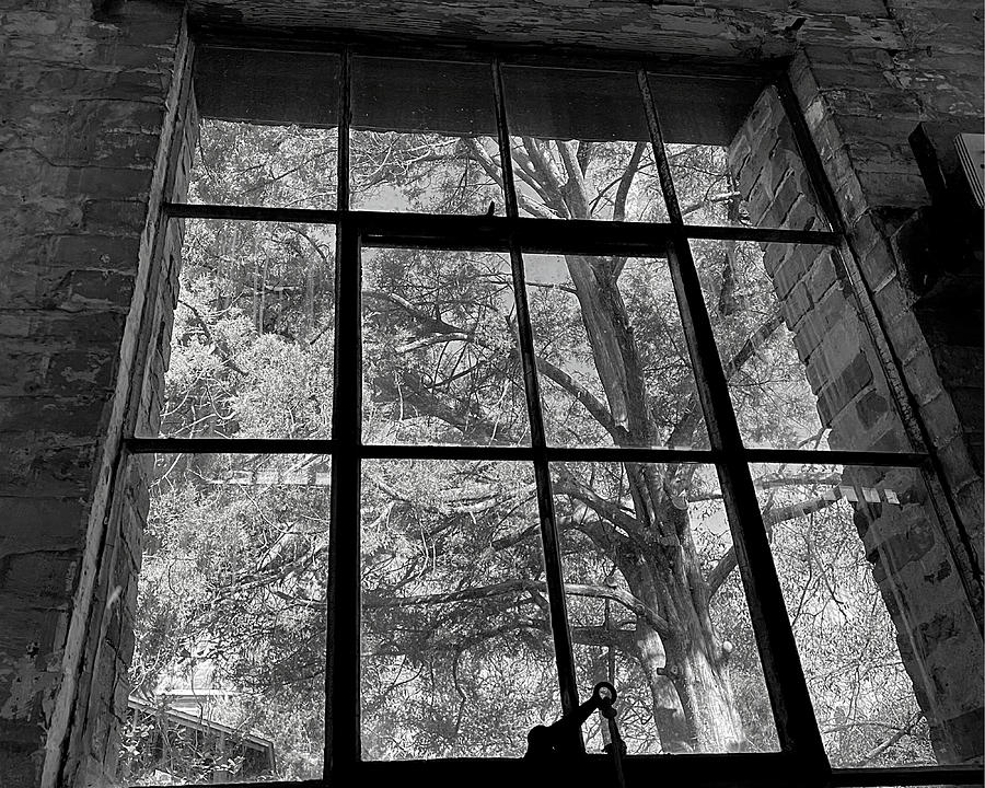 Treedom BW Photograph by Lee Darnell