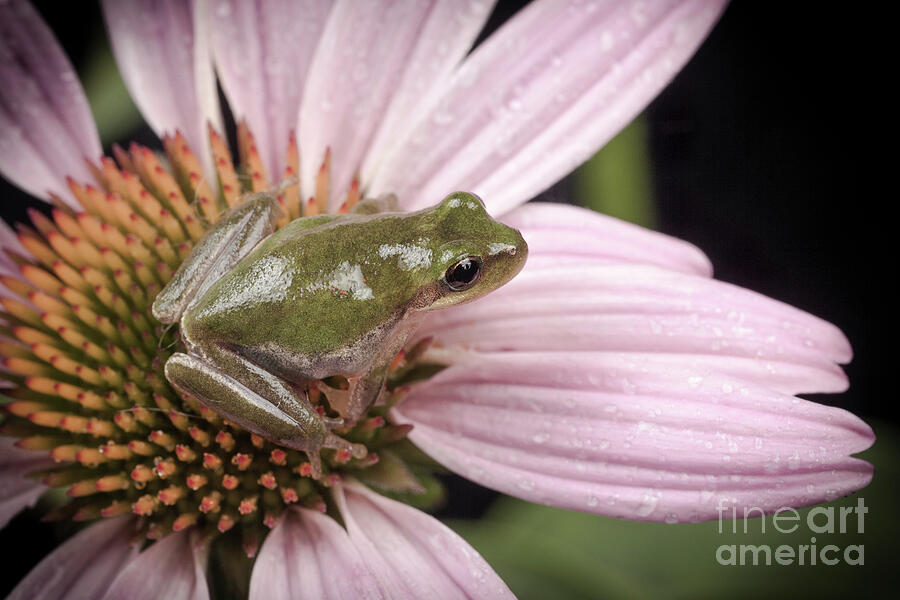 Treefrog Photograph by Maresa Pryor-Luzier