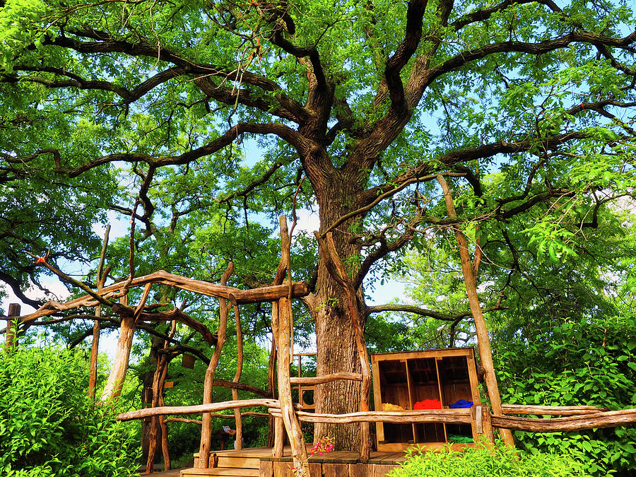 Treehouse Where Else But in a Tree Photograph by James C Richardson