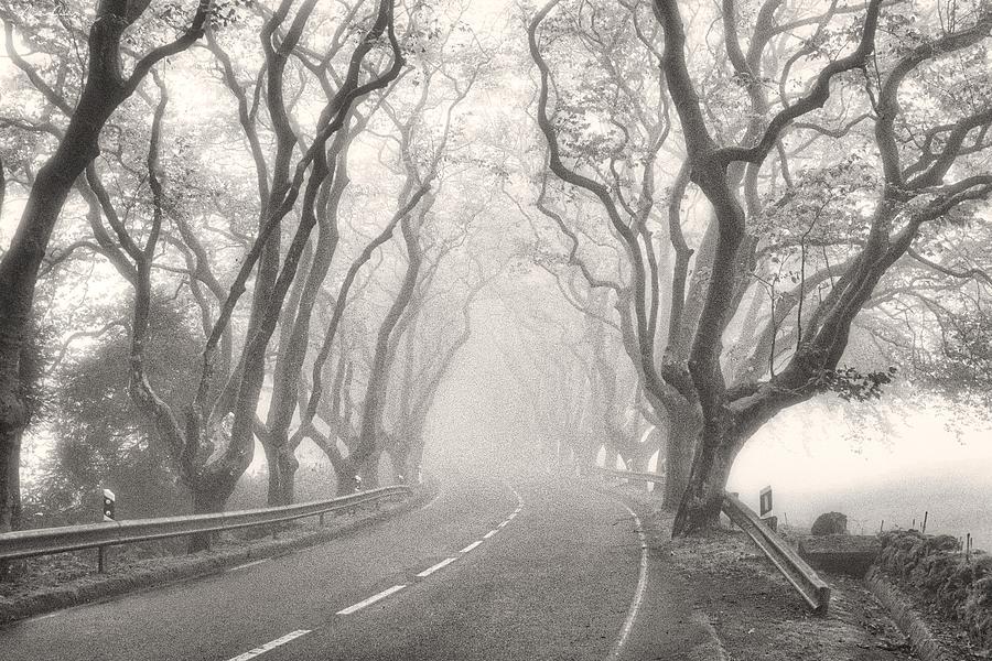 Treelined Platanos Foggy Road Trip Photograph by Marco Sales - Fine Art ...