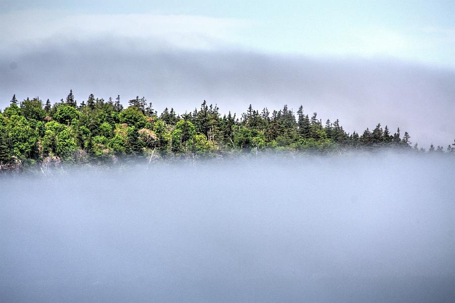 Trees above the clouds  Photograph by David Matthews