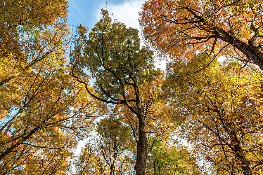 Trees Adorned In Autumn Colors Photograph by Dale Kincaid