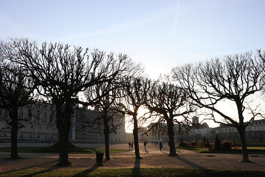 Trees Against The Sun In The Park Photograph by Avenue Des Images Trees Against The Sun In The Park Photograph by Avenue Des Images