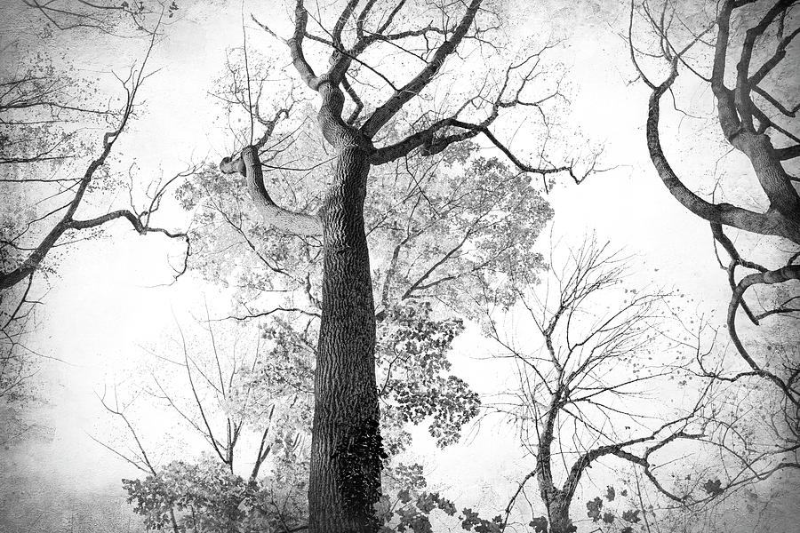 Trees-Almost Bare bw Photograph by Judy Wolinsky