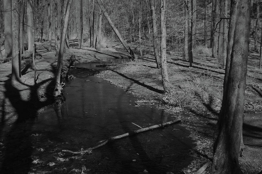 Trees along a brook Photograph by Alan Goldberg | Fine Art America