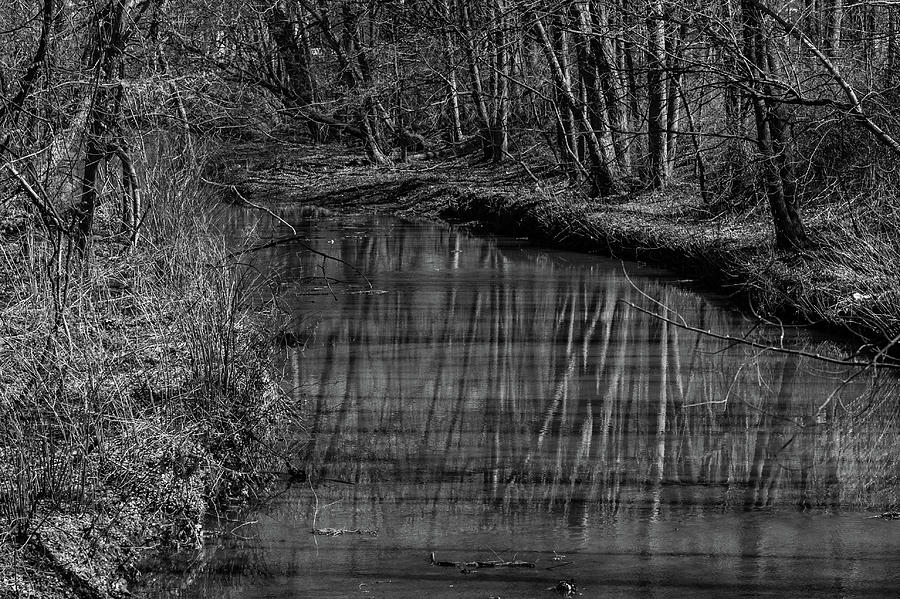 Trees along a stream Photograph by Alan Goldberg