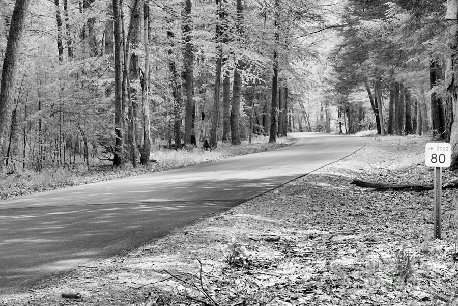 Trees Along Cook Forest River Road Black And White Photograph by Adam Jewell