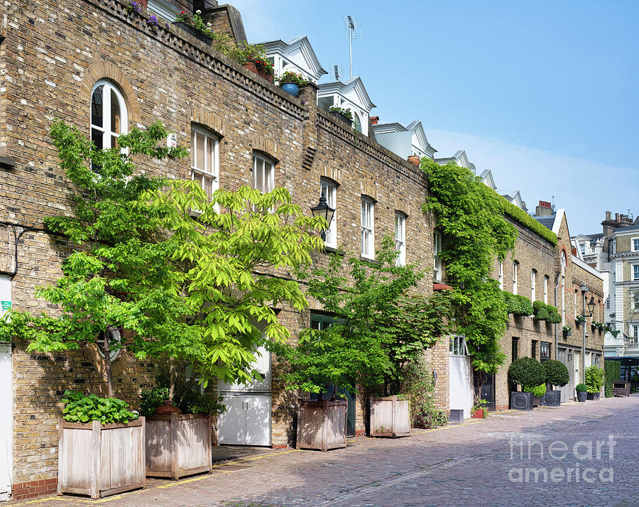 Trees Along Reece Mews in Spring Photograph by Tim Gainey