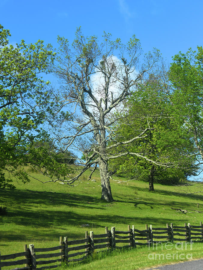 Trees Along The Blue Ridge Parkway Photograph by Kerri Farley