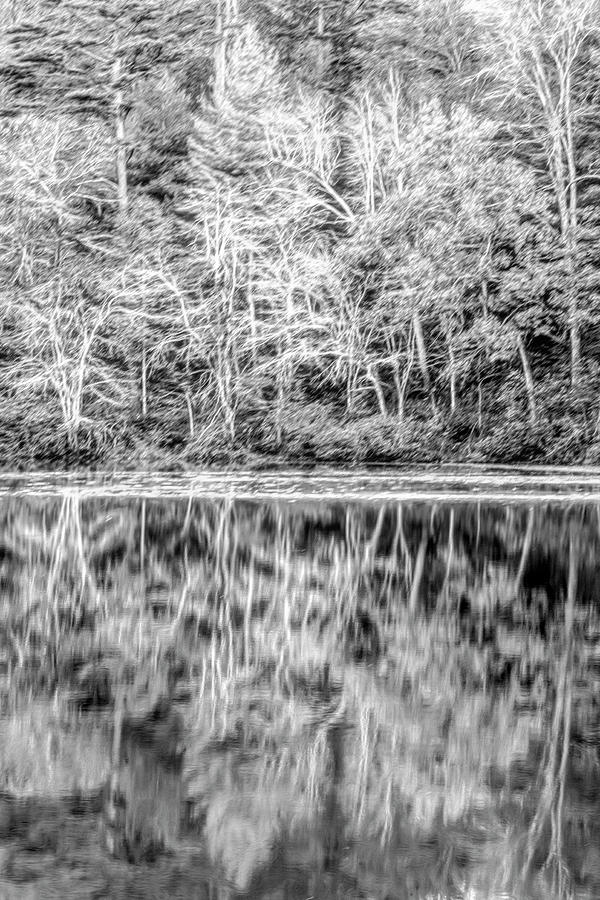 Trees along the Lake Black and White Painting Photograph by Debra and Dave Vanderlaan